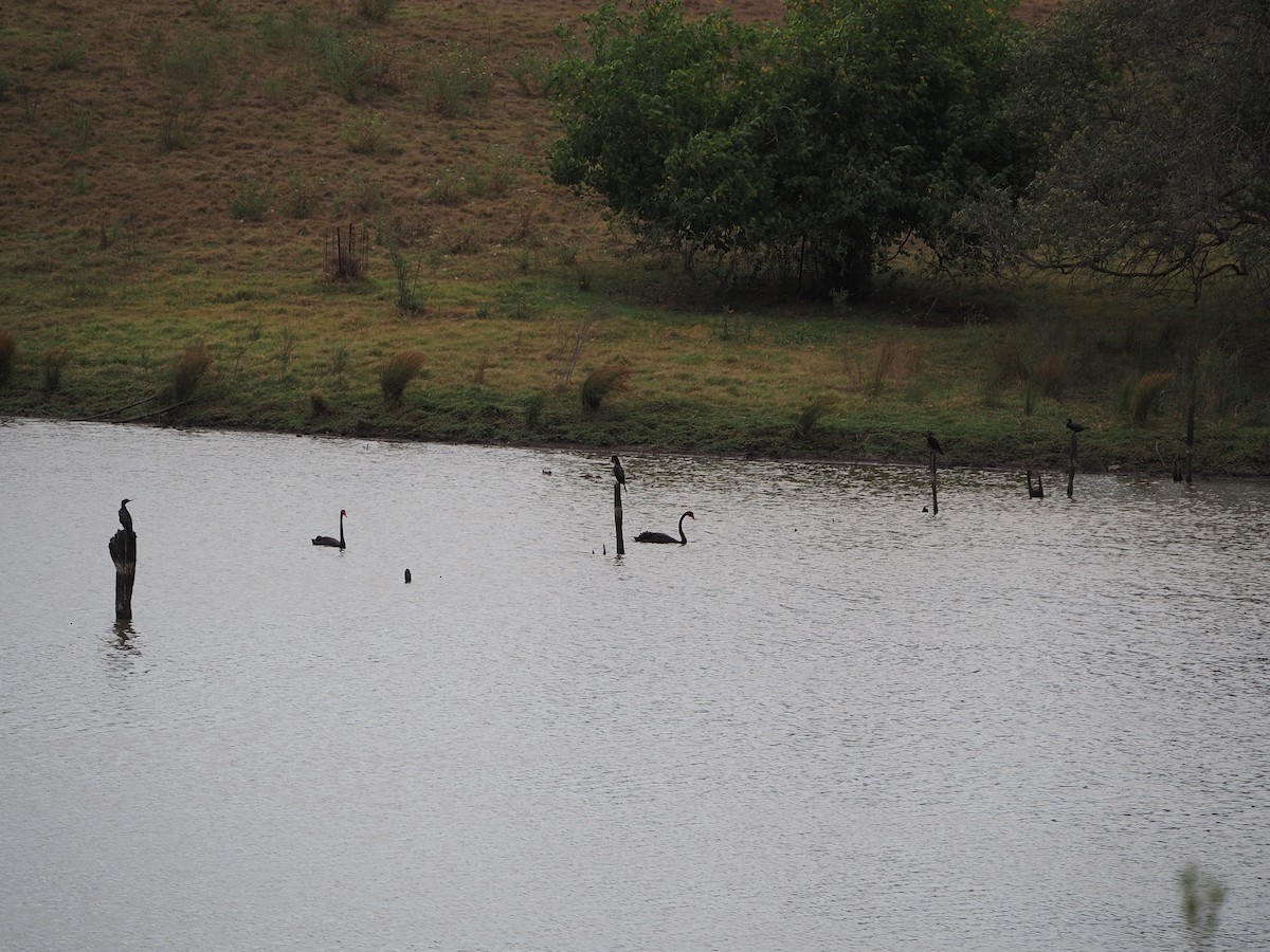 ミナミクロヒメウ - ML646731639