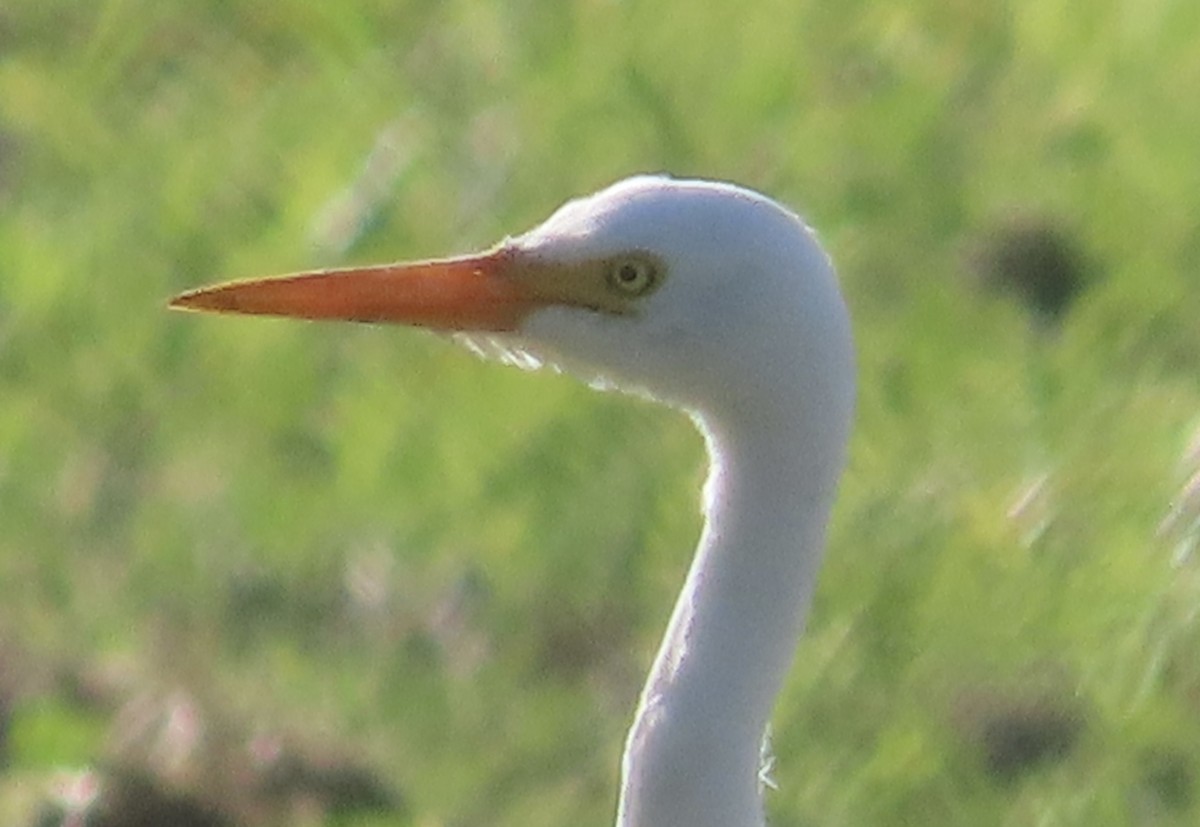 Plumed Egret - ML646731640