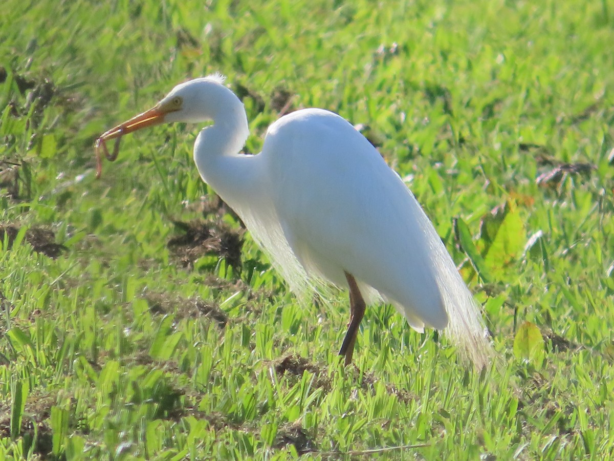 Plumed Egret - ML646731641
