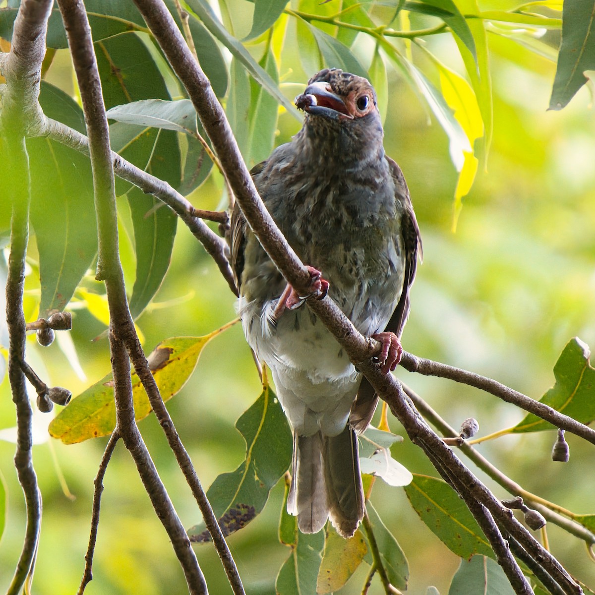 Papafigos de Vieillot - ML646731642