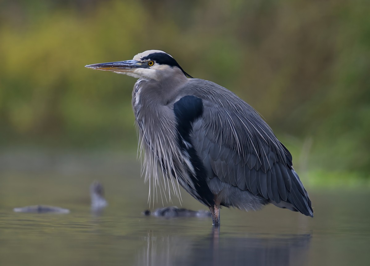 Great Blue Heron - ML646731644
