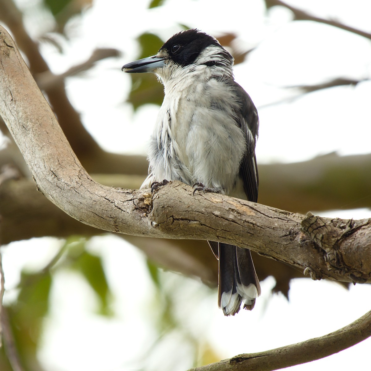 Сорочиця сіроспинна - ML646731645
