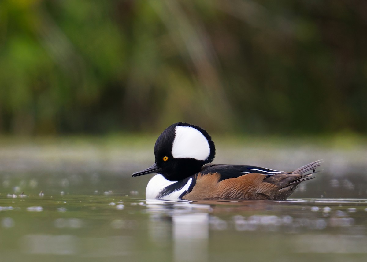 Zerra buruhandia - ML646731646