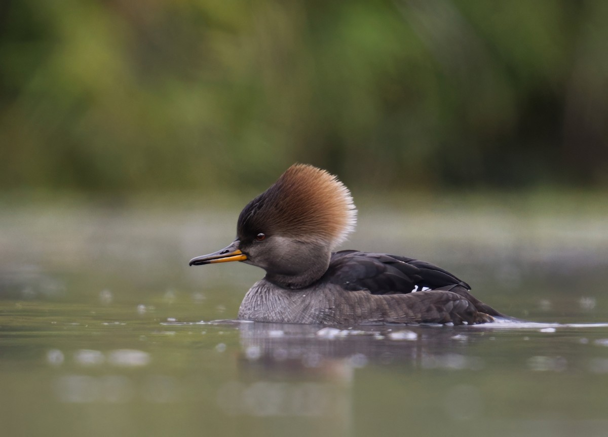 Zerra buruhandia - ML646731647