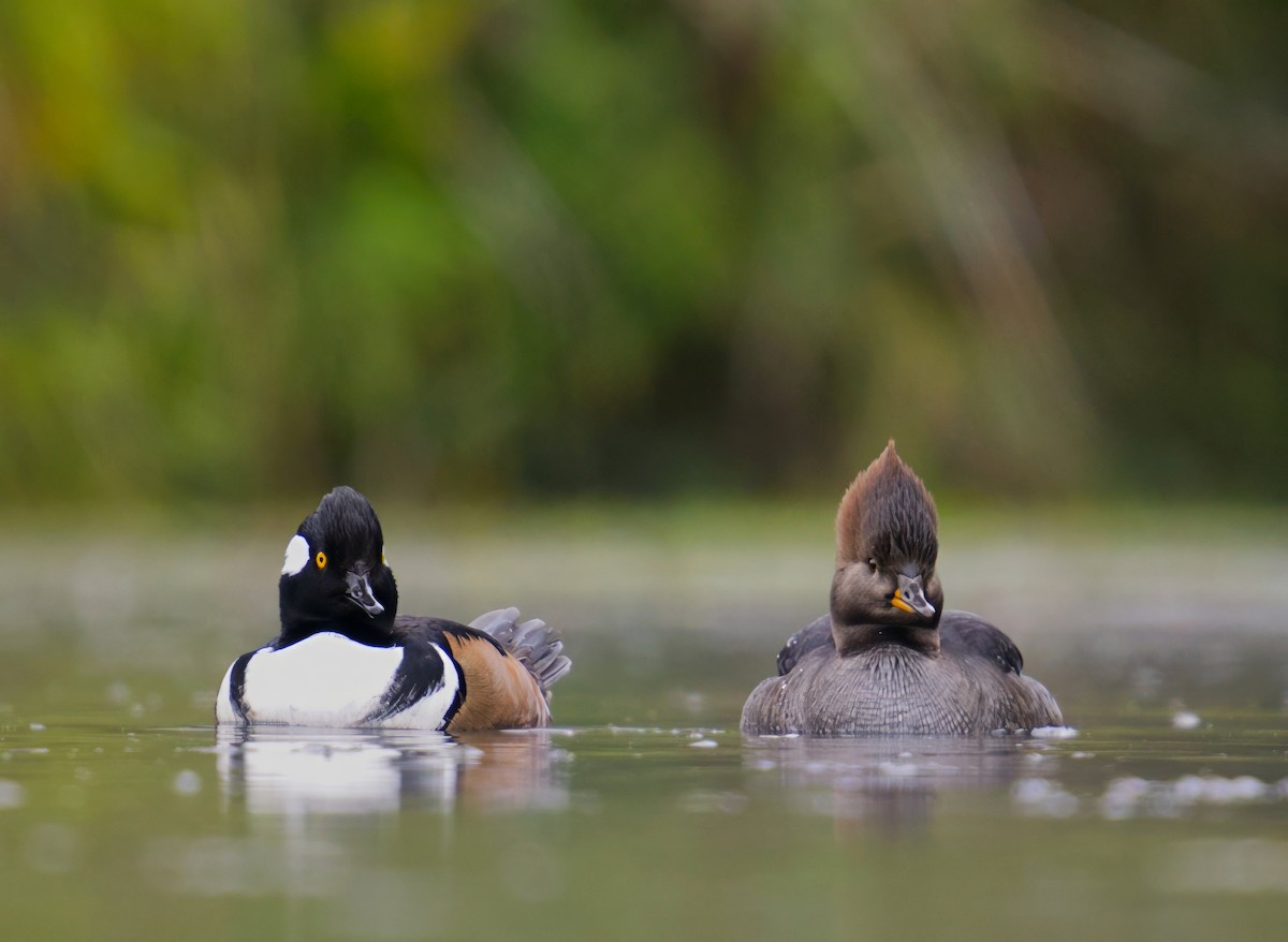 Zerra buruhandia - ML646731648