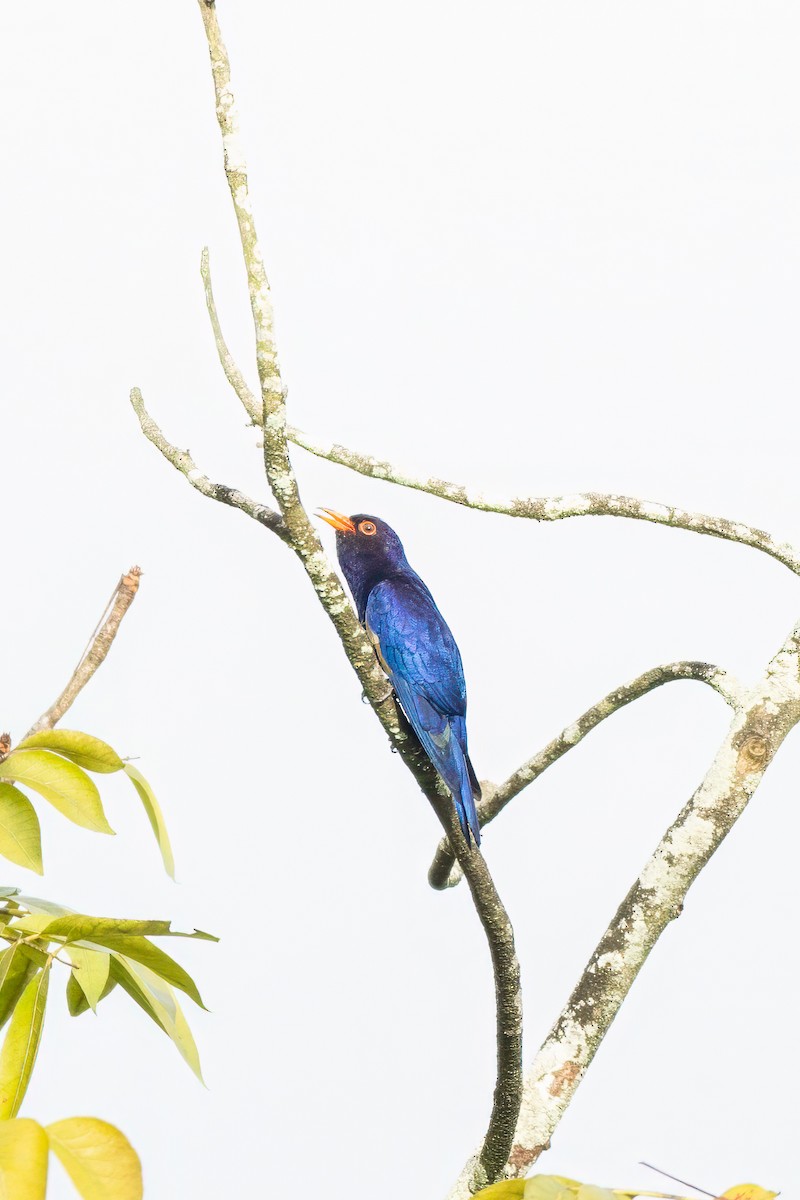 Дідрик фіолетовий - ML646731649