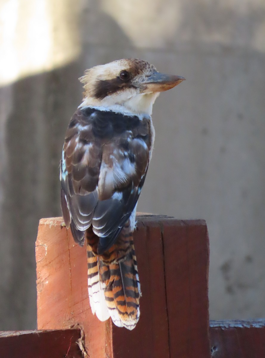 Kukabura - ML646731653