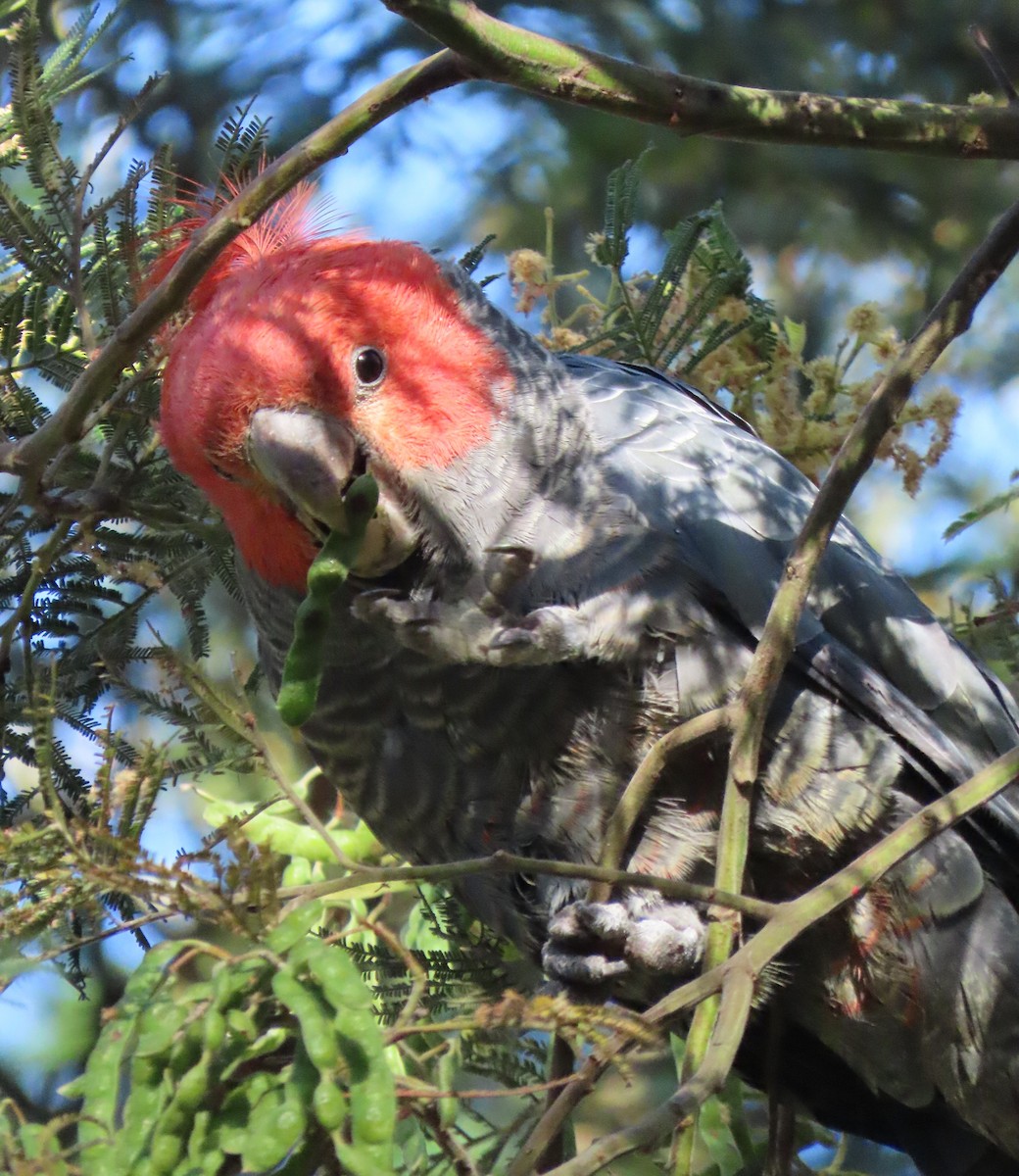 Miğferli Kakadu - ML646731654