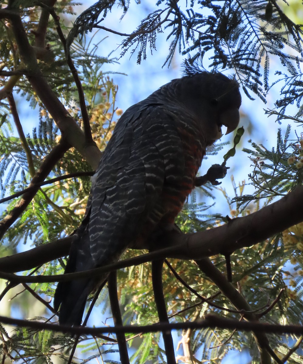 Miğferli Kakadu - ML646731655