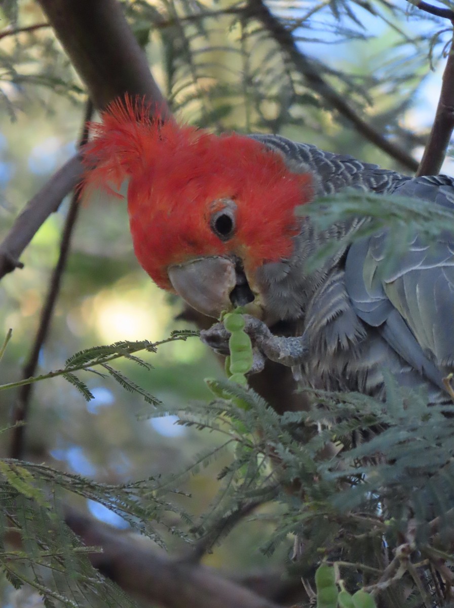 Miğferli Kakadu - ML646731656