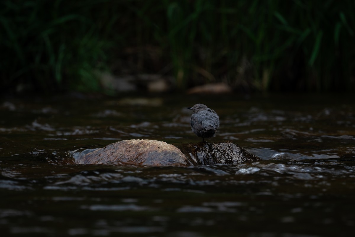 Пронурок сірий - ML646731657