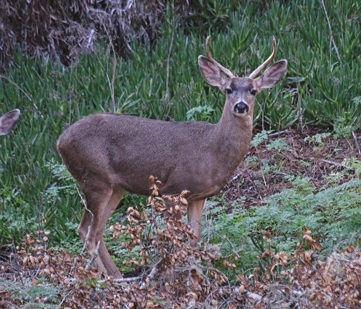 Venado Bura de Columbia - ML646731658