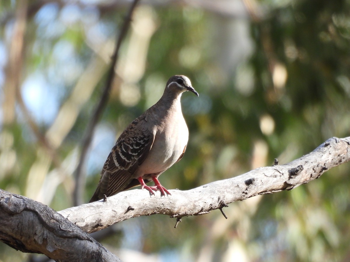 Common Bronzewing - ML646731661