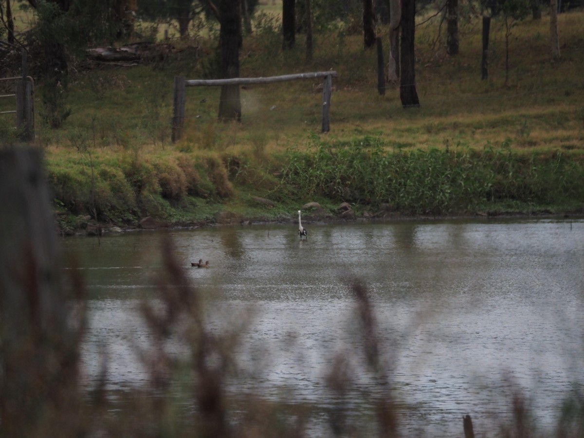 シロガシラサギ - ML646731663