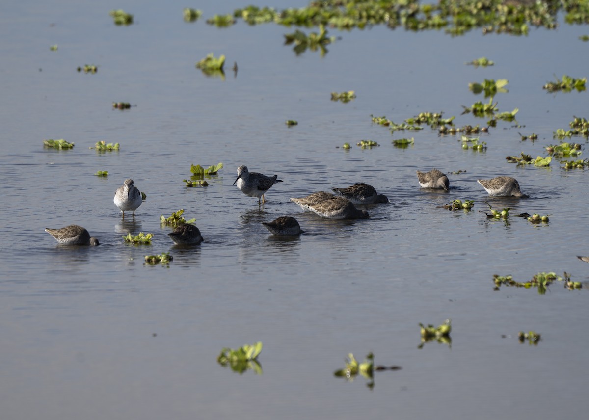 Неголь довгодзьобий - ML646731665
