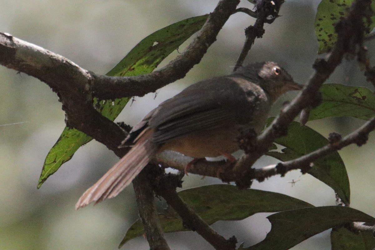 Торо світлочеревий - ML646731666