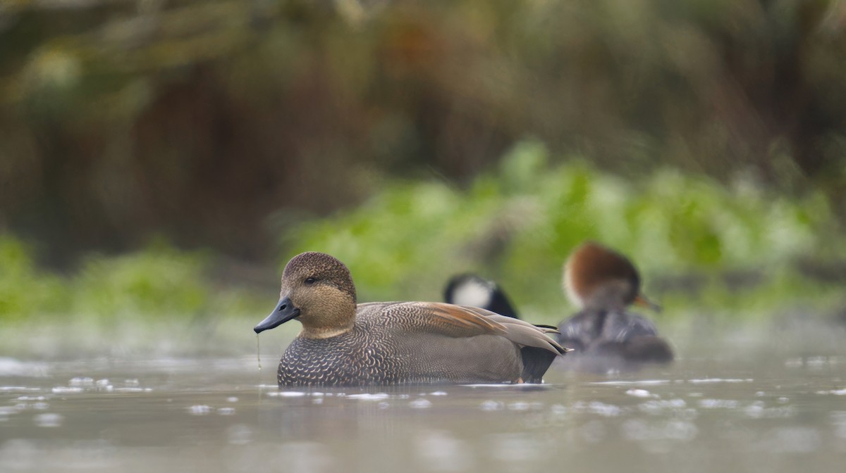 Gadwall - ML646731667