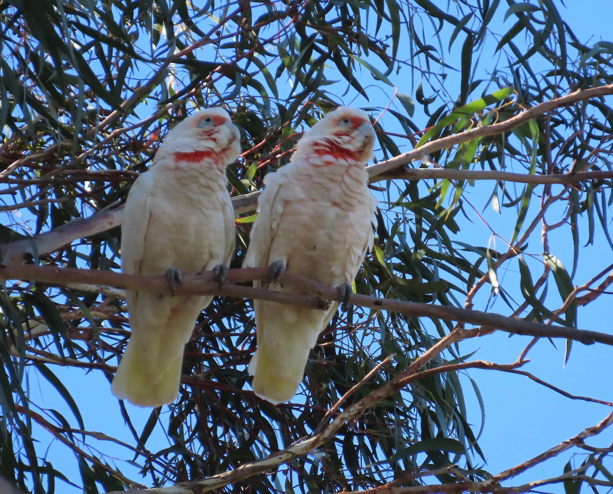 Uzun Gagalı Kakadu - ML646731670