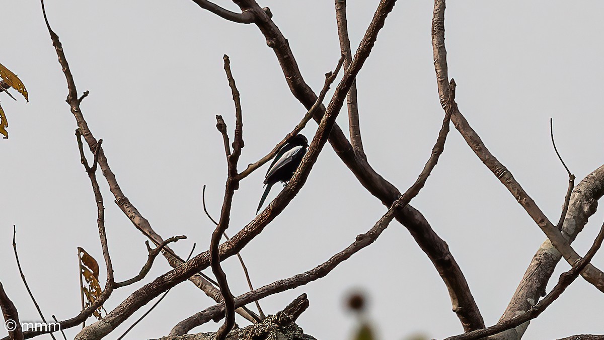 White-shouldered Black-Tit - ML646731673