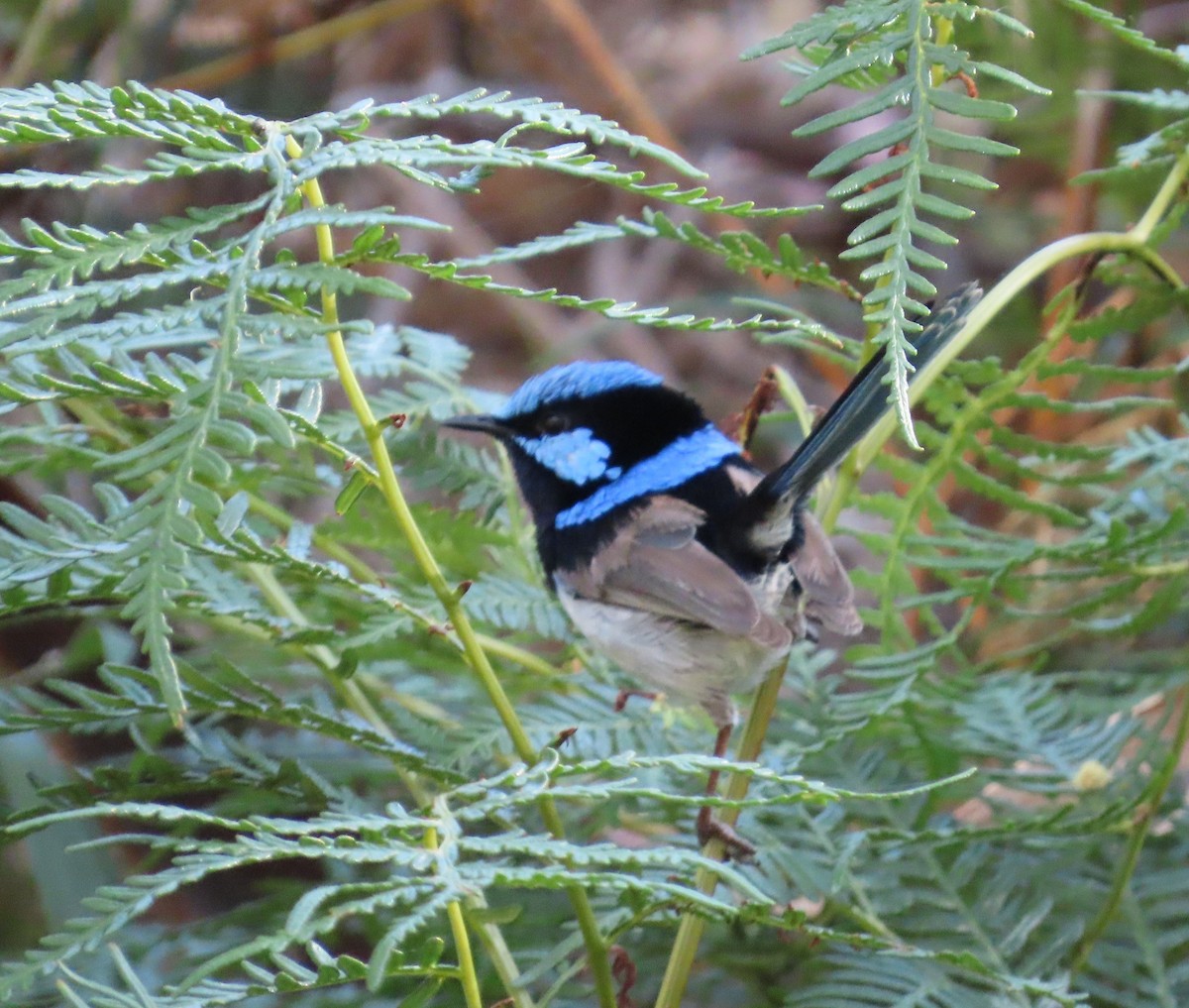 Muhteşem Peribülbülü - ML646731674