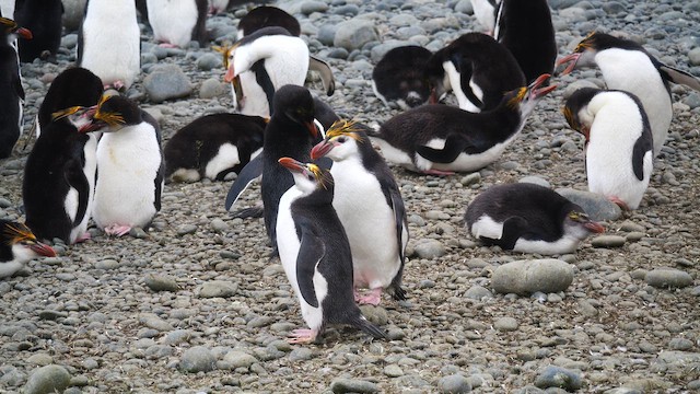 Пінгвін білогорлий - ML646731677