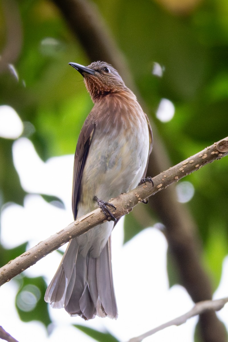 Оливник рудоволий - ML646731678