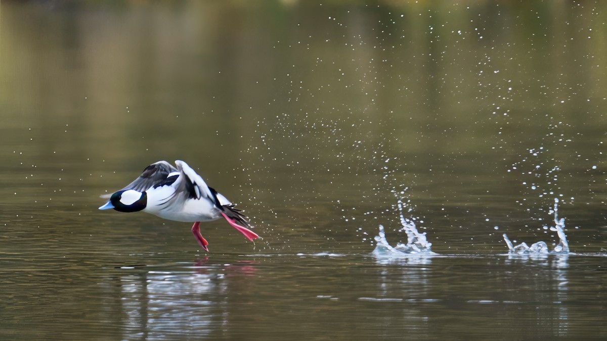 Bufflehead - ML646731679
