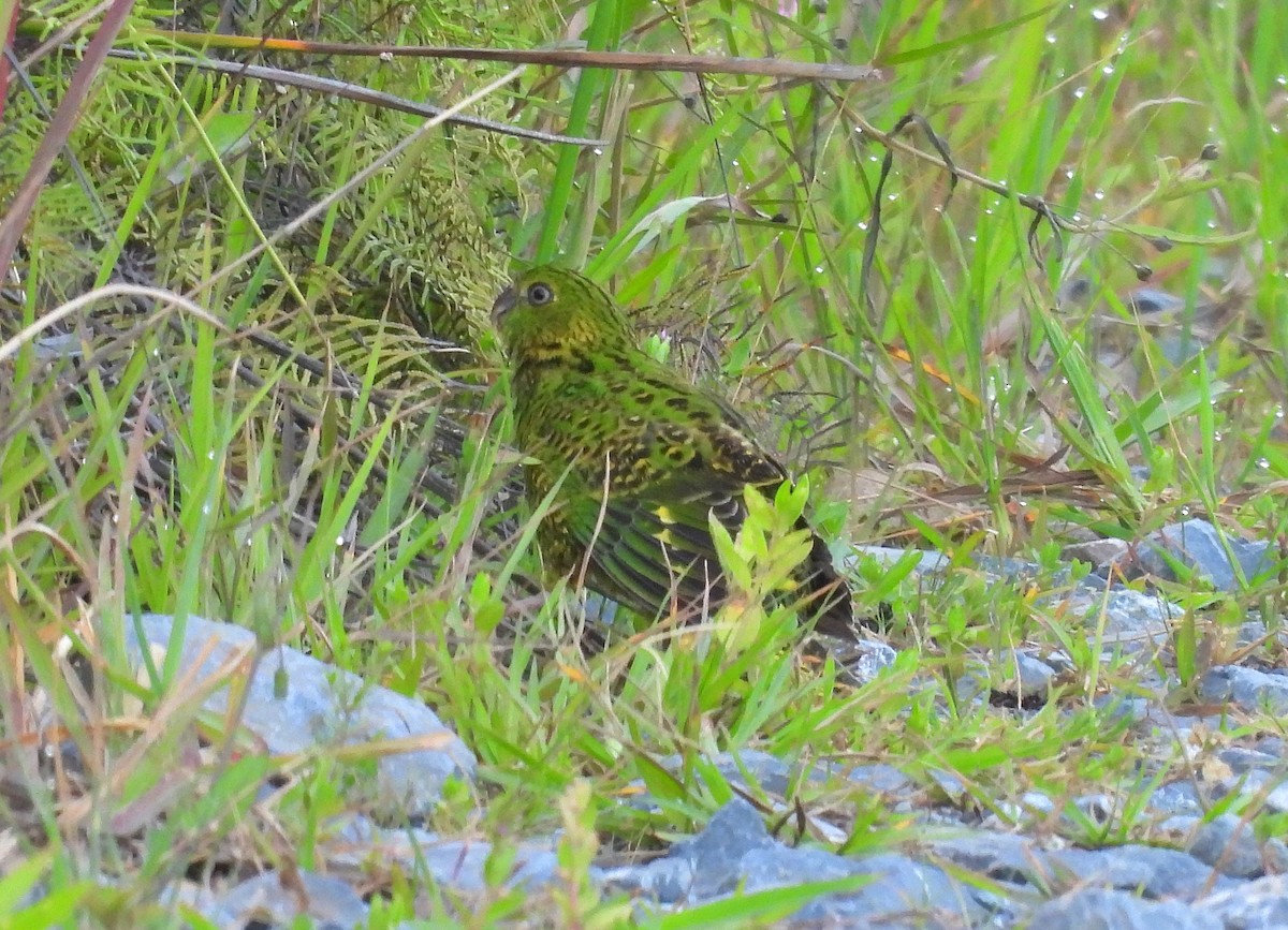 Ground Parrot - ML646731681