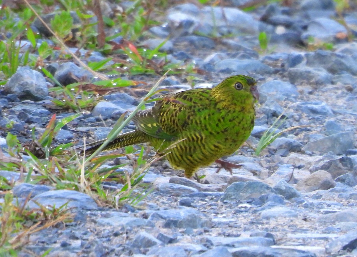 Ground Parrot - ML646731682