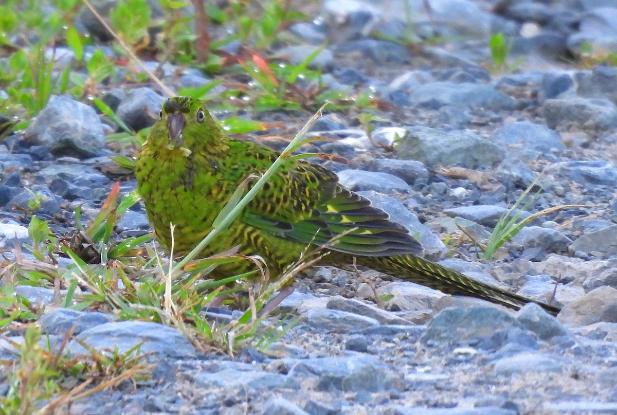 Ground Parrot - ML646731683