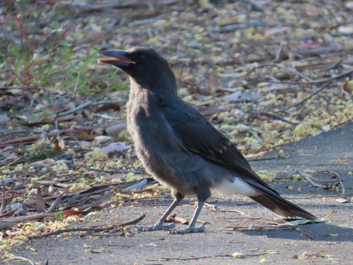 Verdugo Pío - ML646731684