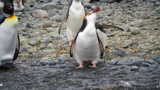 Пінгвін білогорлий - ML646731687