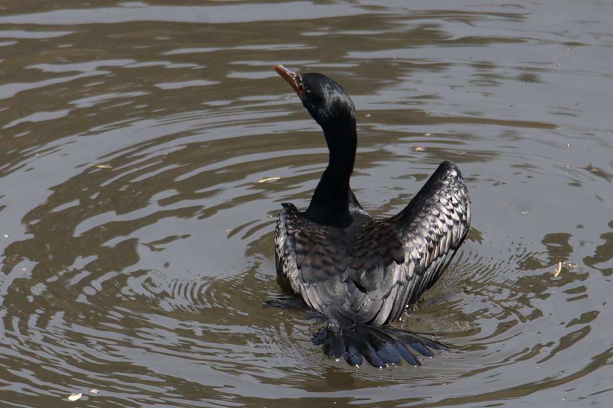 Качка чорна - ML646731688