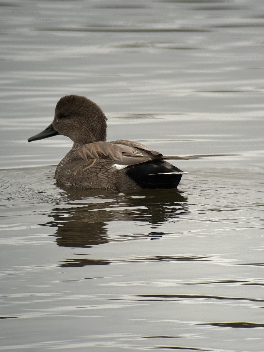 Gadwall - ML646731689
