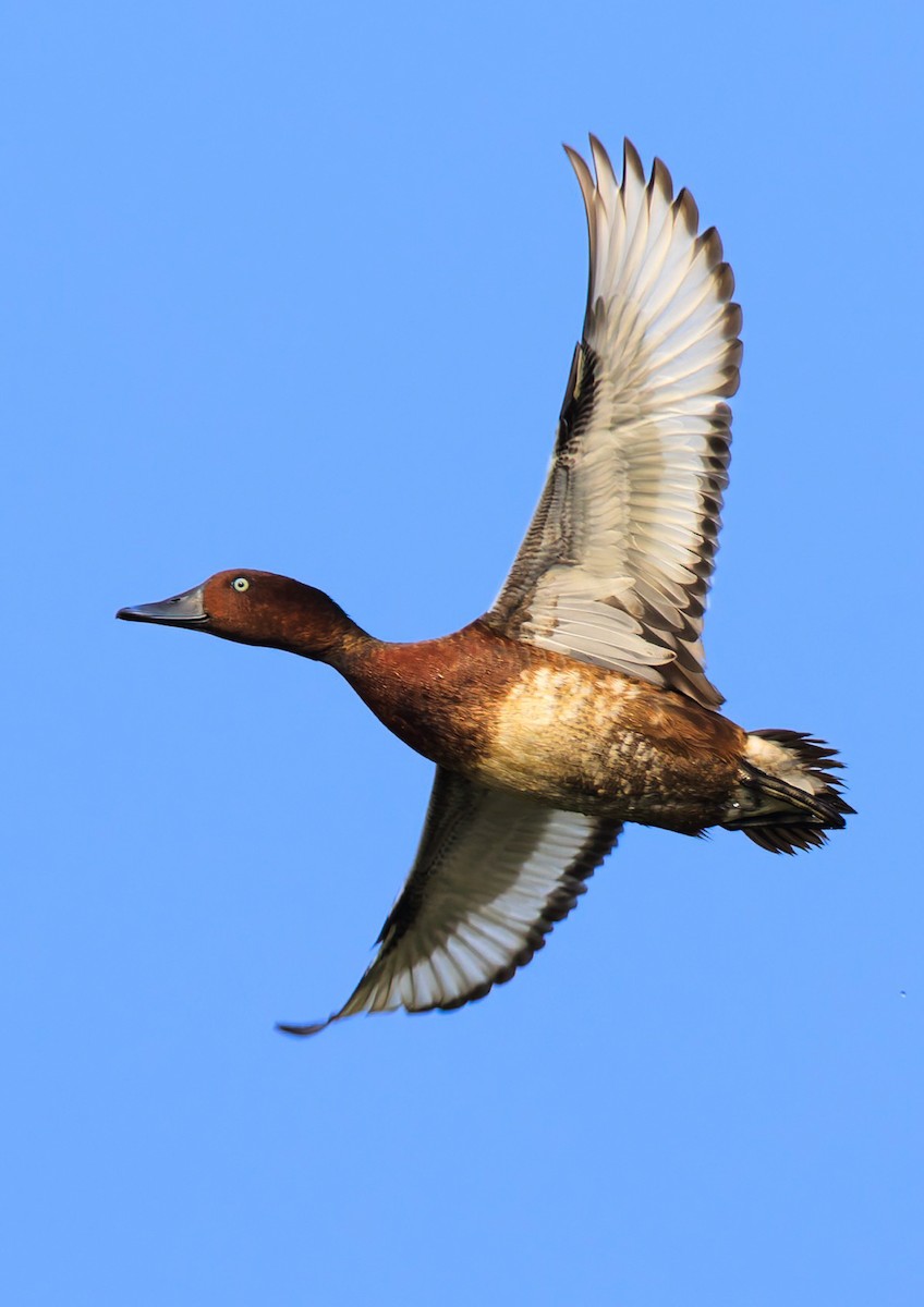 Чернь білоока - ML646731690