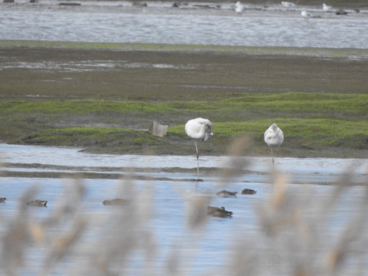 Greater Flamingo - ML646731692