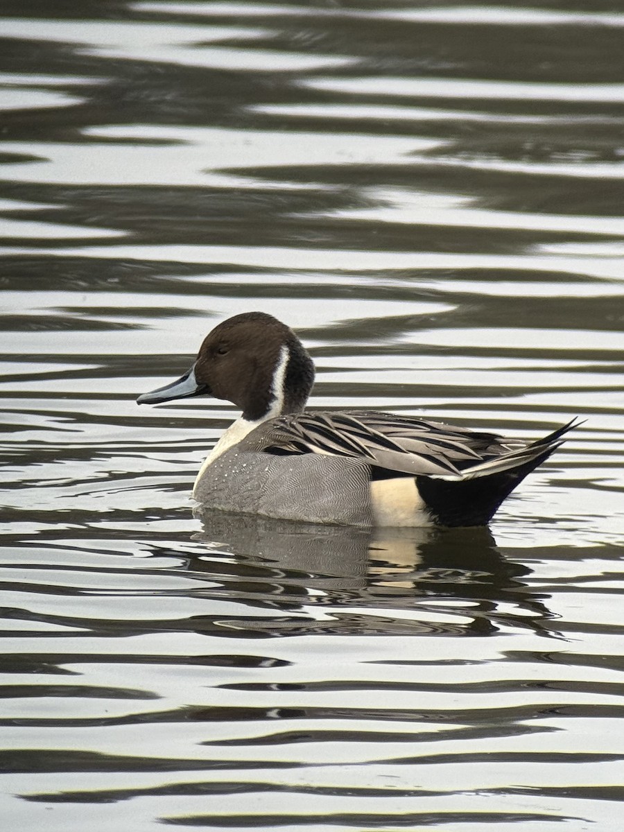 Northern Pintail - ML646731693