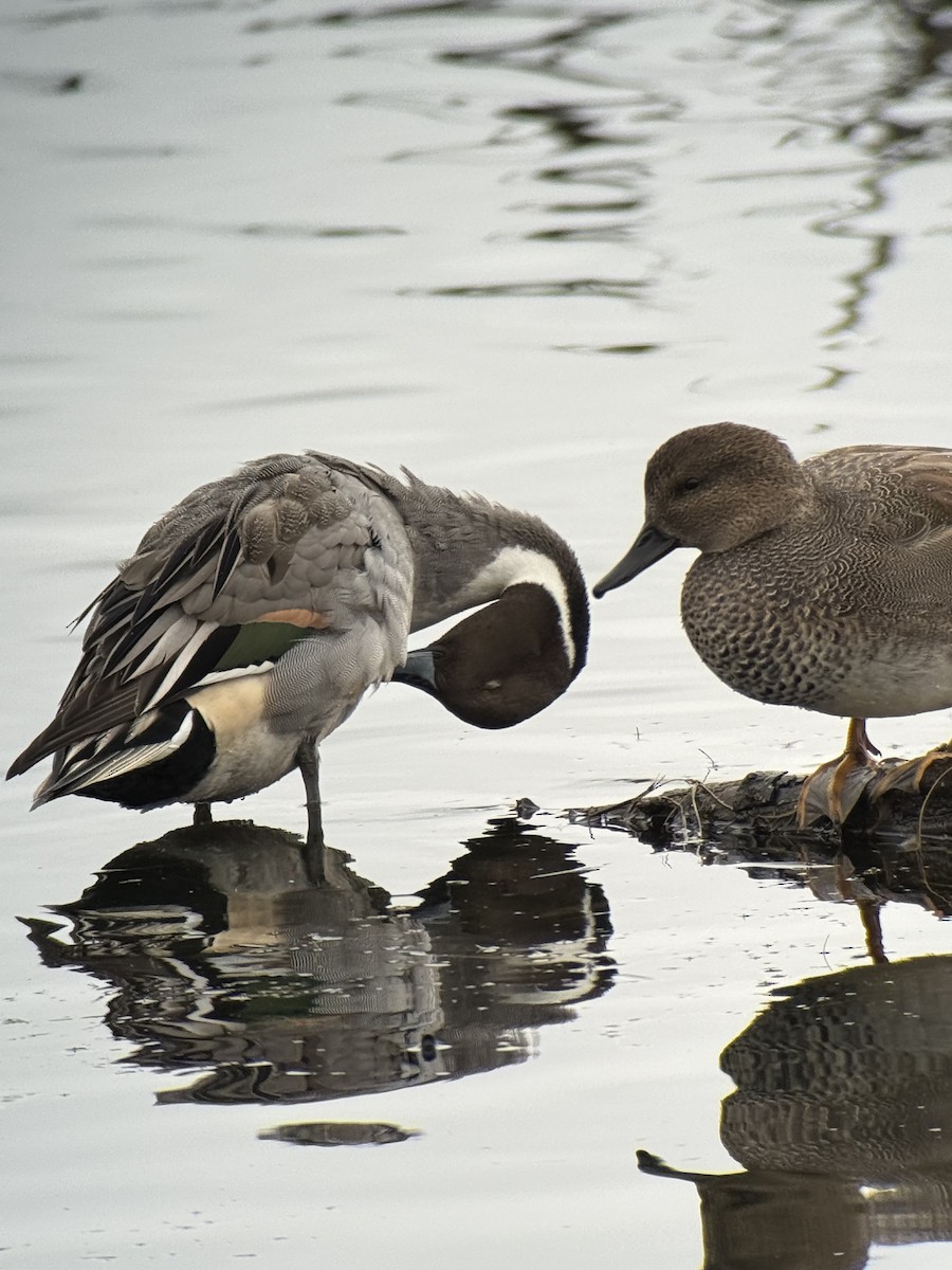 Northern Pintail - ML646731694