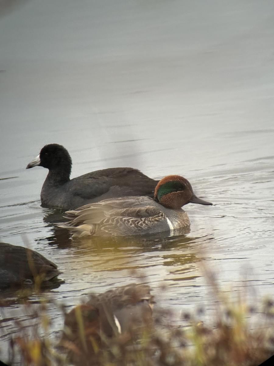 Green-winged Teal - ML646731695