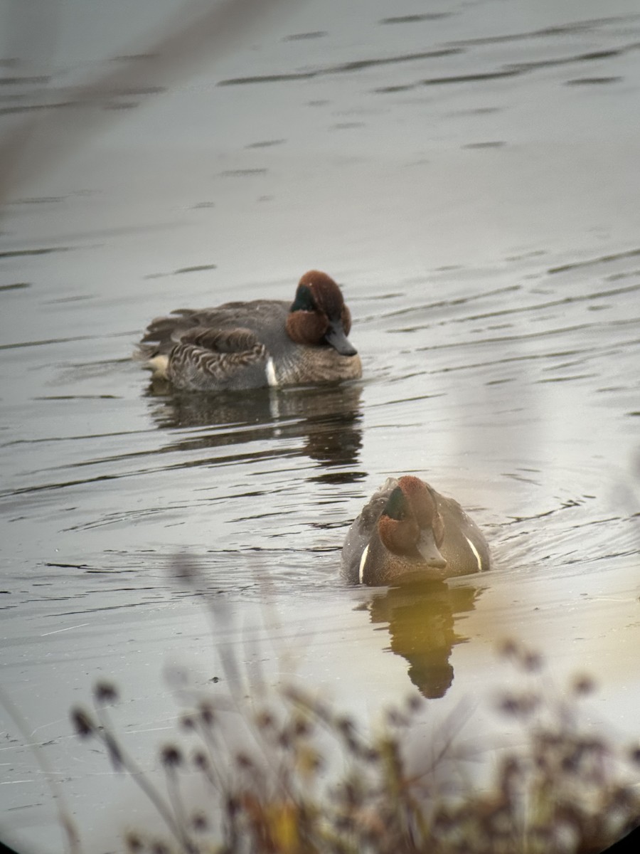 Green-winged Teal - ML646731696