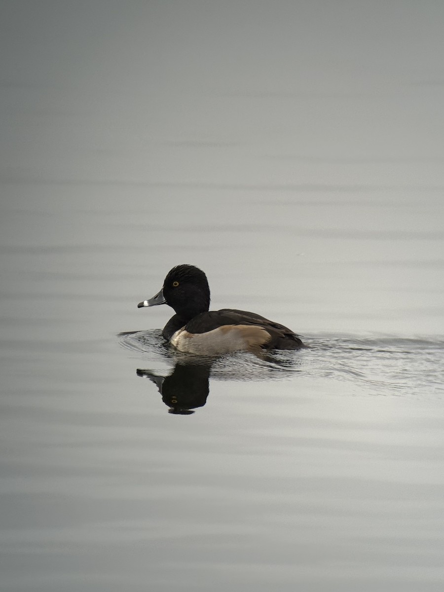 Ring-necked Duck - ML646731697