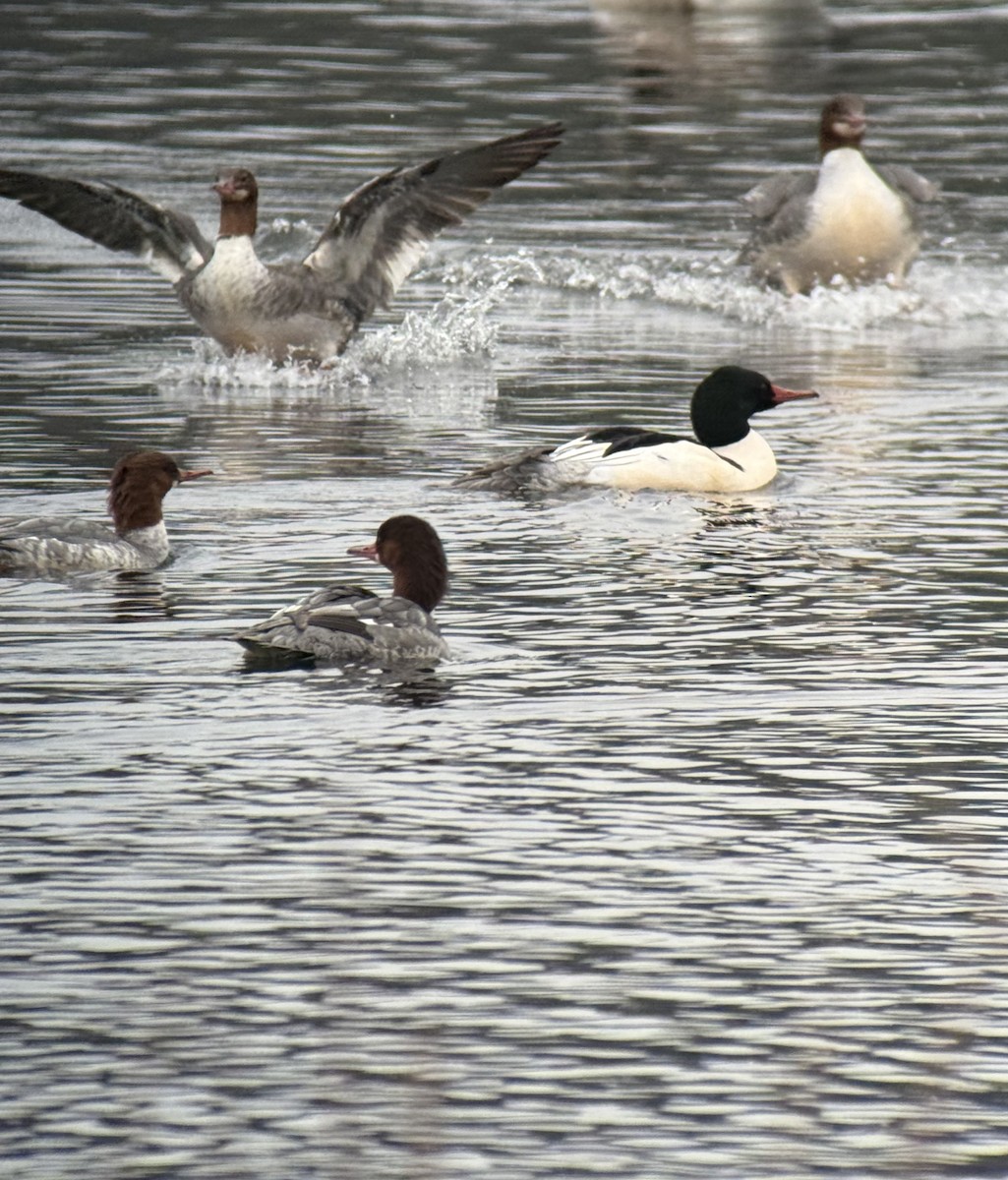 Common Merganser - ML646731703