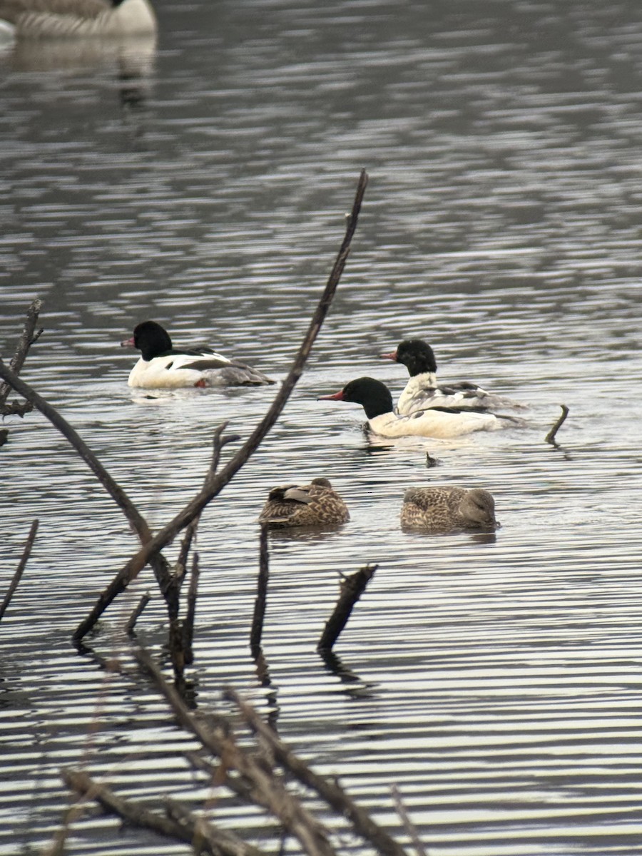 Common Merganser - ML646731704