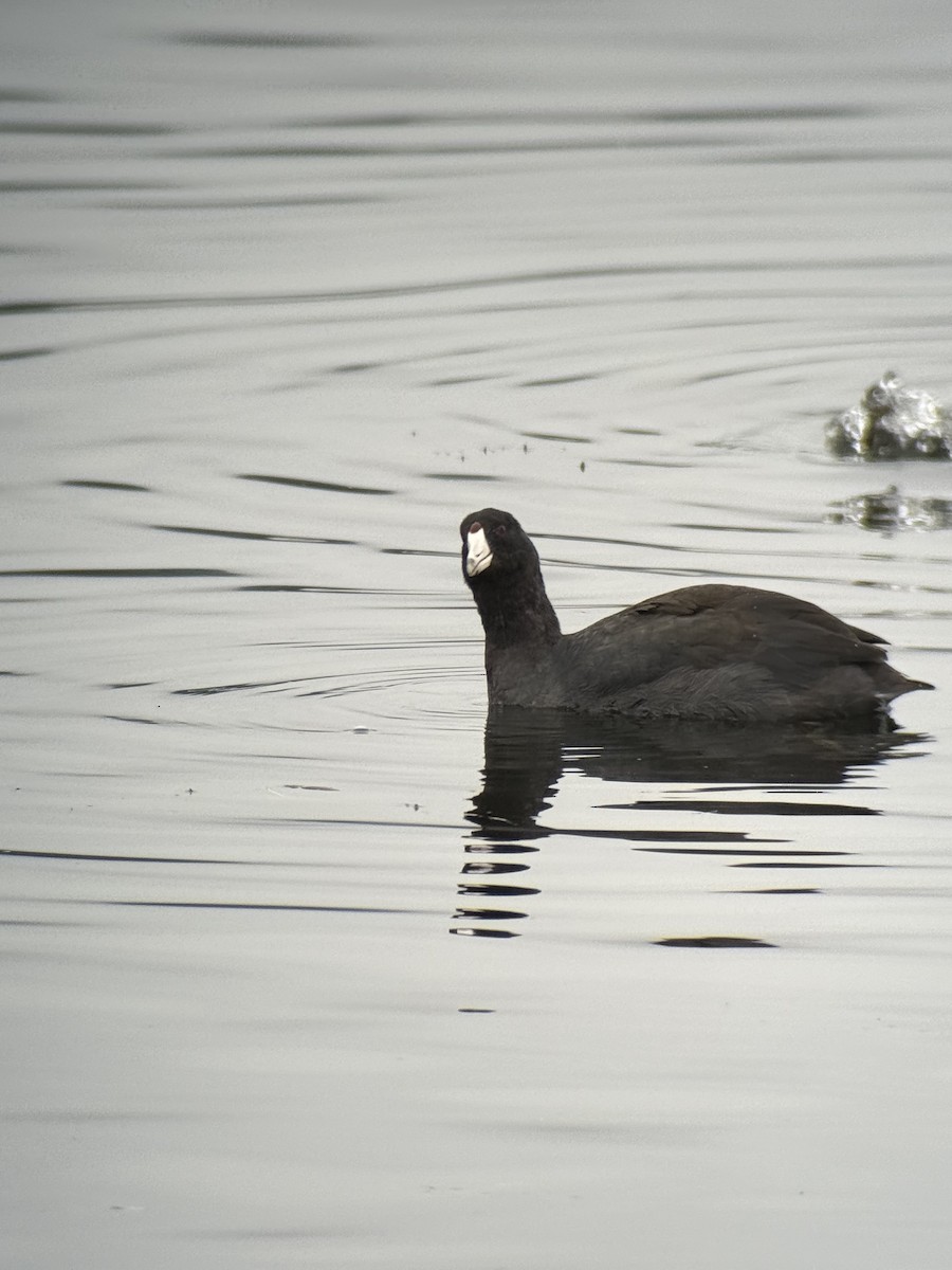 American Coot - ML646731705