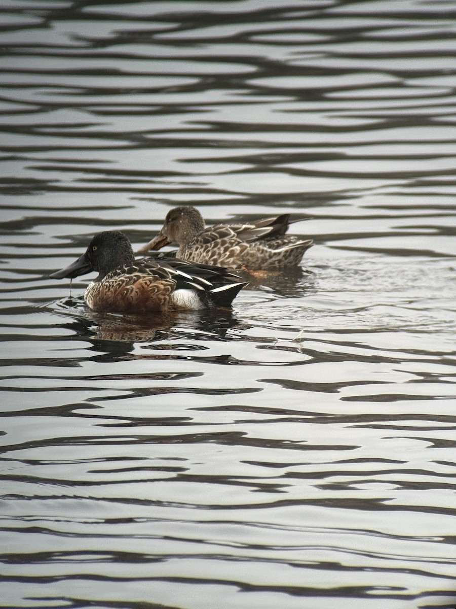 Northern Shoveler - ML646731707