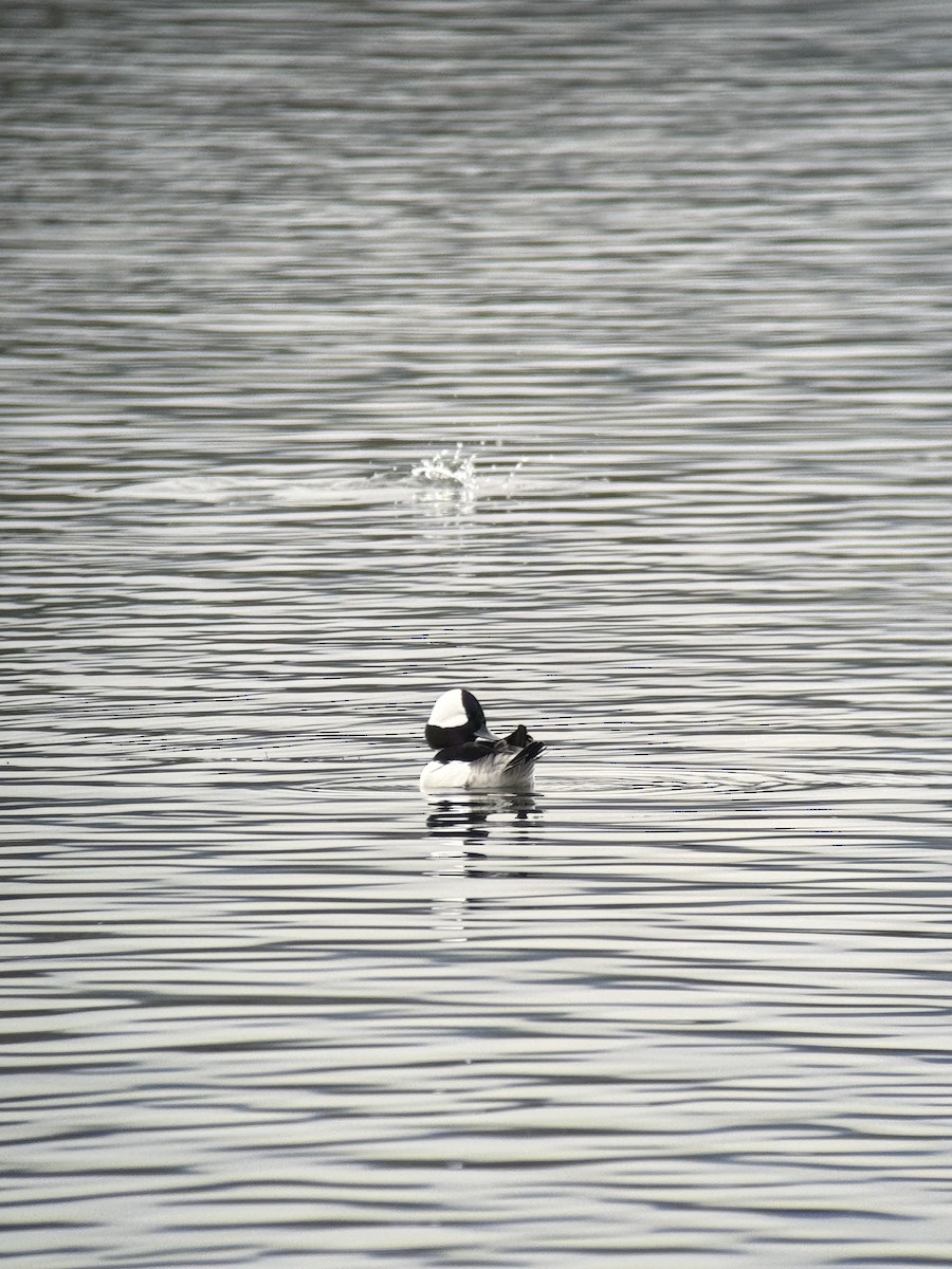 Bufflehead - ML646731710