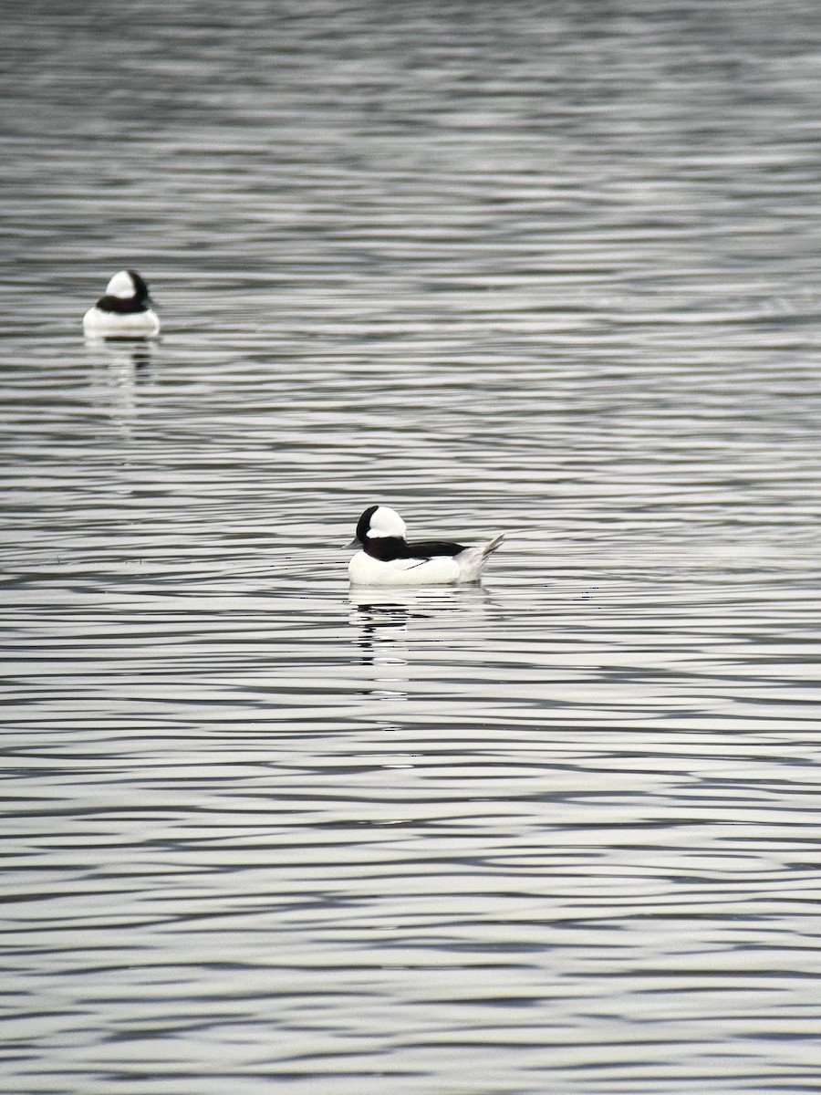 Bufflehead - ML646731711