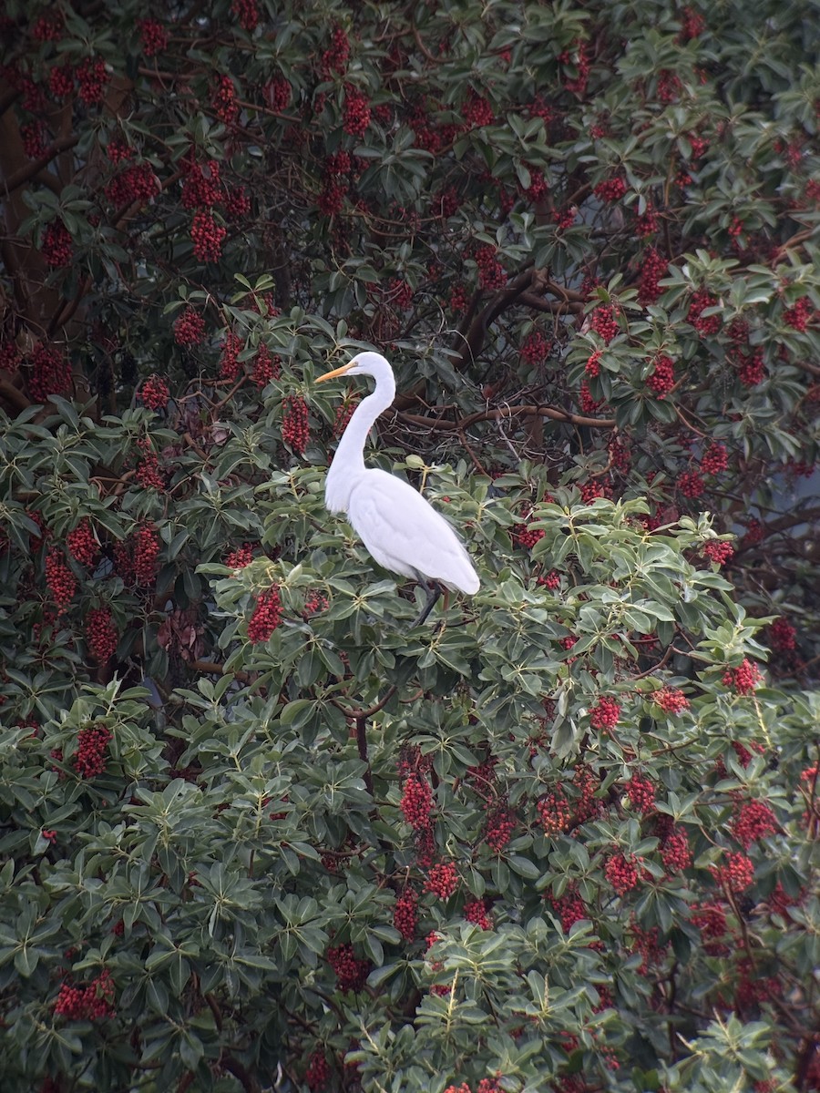 Garceta Grande - ML646731713