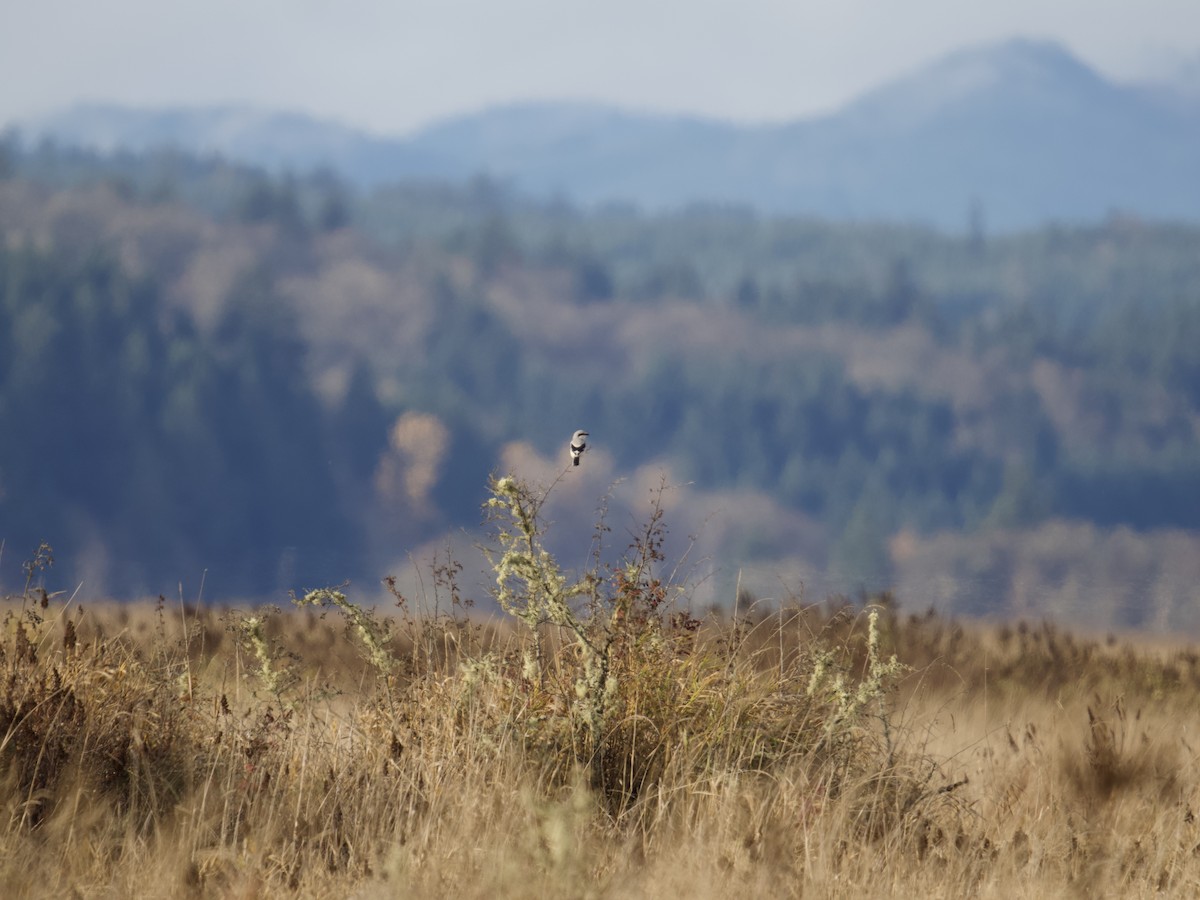 Northern Shrike - ML646731714