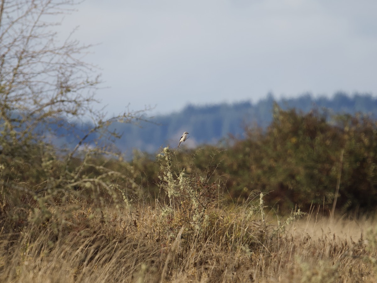 Northern Shrike - ML646731715